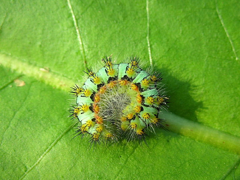 Bruco irsuto e spinosetto - Saturnia (Eudia) pavoniella